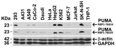 Western Blot: PUMA AntibodyBSA Free [NBP1-76639]