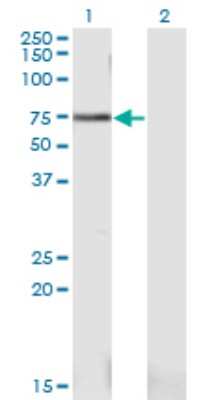 Western Blot: PWP1 Antibody (1A12) [H00011137-M03]