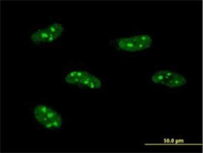Immunocytochemistry/ Immunofluorescence: PWP1 Antibody (3A11) [H00011137-M01]