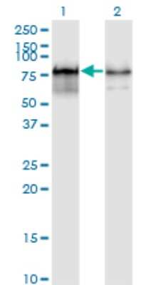 Western Blot: PWP1 Antibody (3A11) [H00011137-M01]