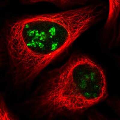 Immunocytochemistry/ Immunofluorescence: PWP1 Antibody [NBP2-58751]