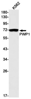 Western Blot: PWP1 Antibody (S01-7B5) [NBP3-19752]