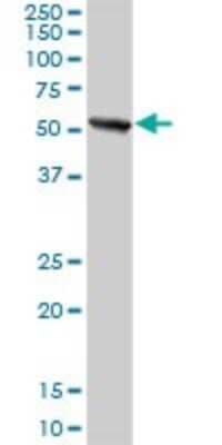 Western Blot: PWP1 Antibody [H00011137-D01P]