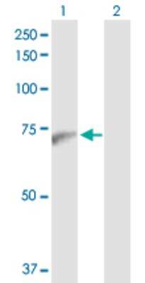 Western Blot: PWP1 Antibody [H00011137-D01P]