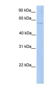 Western Blot: PWP1 Antibody [NBP1-79378]