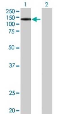 Western Blot: PWP2H Antibody [H00005822-B01P]