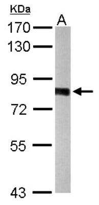 Western Blot: PWP2H Antibody [NBP1-31966]