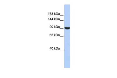 Western Blot: PWP2H Antibody [NBP1-52844]