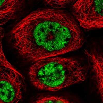Immunocytochemistry/ Immunofluorescence: PWWP2B Antibody [NBP1-88764]