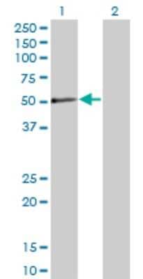 Western Blot: PXK Antibody (4D11) [H00054899-M04]