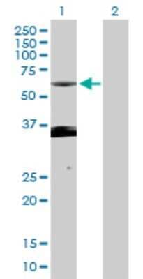 Western Blot: PXK Antibody [H00054899-D01P]