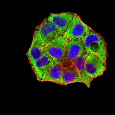 Immunocytochemistry/ Immunofluorescence: PXR/NR1I2 Antibody (1D12G1) - BSA Free [NBP2-61816]