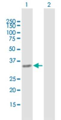 Western Blot: PYCR1 Antibody [H00005831-B01P]