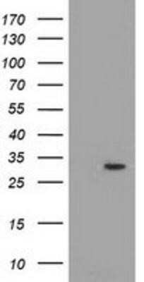 Western Blot: PYCR2 Antibody (OTI3D1)Azide and BSA Free [NBP2-73743]