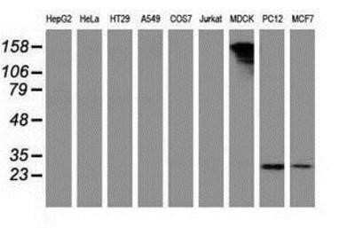 Western Blot: PYCRL Antibody (OTI1B12)Azide and BSA Free [NBP2-73752]