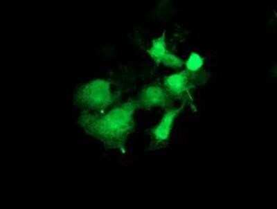 Immunocytochemistry/ Immunofluorescence: PYCRL Antibody (OTI1B12) [NBP2-03337]