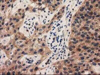 Immunohistochemistry-Paraffin: PYCRL Antibody (OTI1B12) [NBP2-03337]