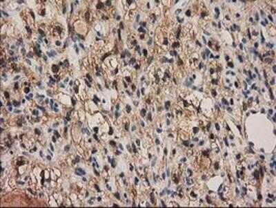 Immunohistochemistry-Paraffin: PYCRL Antibody (OTI1B12) [NBP2-03337]