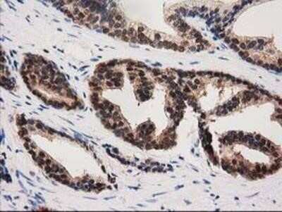 Immunohistochemistry-Paraffin: PYCRL Antibody (OTI1B12) [NBP2-03337]