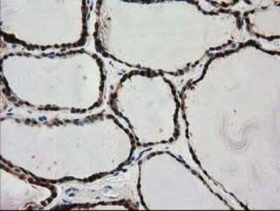 Immunohistochemistry-Paraffin: PYCRL Antibody (OTI1B12) [NBP2-03337]