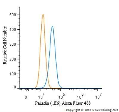 Flow Cytometry: Palladin Antibody (1E6) - Azide and BSA Free [NBP2-80902]