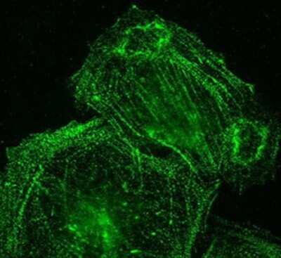 Immunocytochemistry/ Immunofluorescence: Palladin Antibody (1E6) - Azide and BSA Free [NBP2-80902]