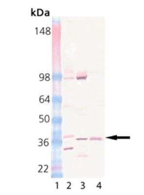 Western Blot: Pallidin Antibody (15G2) [NB120-13261]