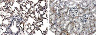Immunohistochemistry-Paraffin: Pan Endothelial Cell Marker Antibody (RM0061-4J13) - Azide and BSA Free [NBP2-12438]