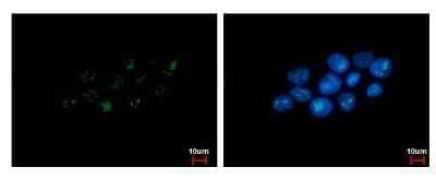 Immunocytochemistry/ Immunofluorescence: Pancreatic Polypeptide/PP Antibody (1964) [NBP2-43634]
