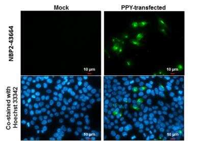 Immunocytochemistry/ Immunofluorescence: Pancreatic Polypeptide/PP Antibody (327) [NBP2-43664]