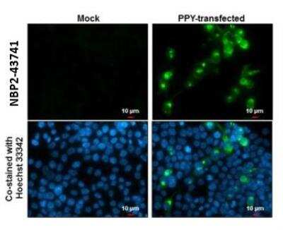 Immunocytochemistry/ Immunofluorescence: Pancreatic Polypeptide/PP Antibody (6512) [NBP2-43741]