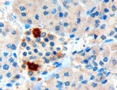 Immunohistochemistry-Paraffin: Pancreatic Polypeptide/PP Antibody [NB100-1793]
