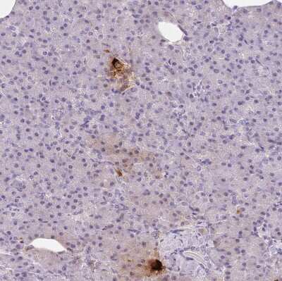 Immunohistochemistry-Paraffin: Pancreatic Polypeptide/PP Antibody [NBP2-38203]