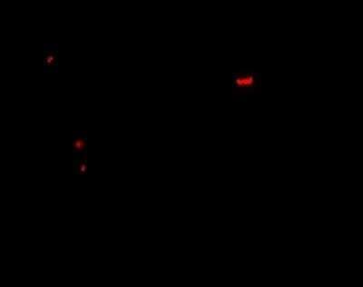 Immunocytochemistry/ Immunofluorescence: Pannexin-1 Antibody - BSA Free [NBP2-82019]