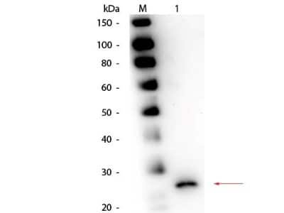 Western Blot: Papain Antibody [NBP2-44229]