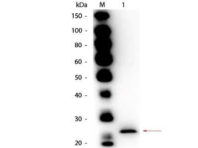 Western Blot: Papain Antibody [NBP2-44229]