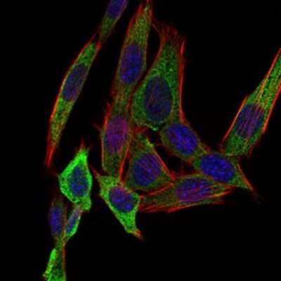 Immunocytochemistry/ Immunofluorescence: Papilin Antibody (5B2E5) - BSA Free [NBP2-37320]