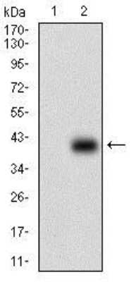 Western Blot: Papilin Antibody (5B2E5)BSA Free [NBP2-37320]