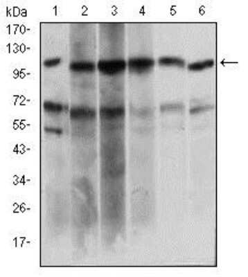 Western Blot: Papilin Antibody (5B2E5)BSA Free [NBP2-37320]