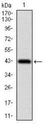 Western Blot: Papilin Antibody (5F2D10)BSA Free [NBP2-37321]