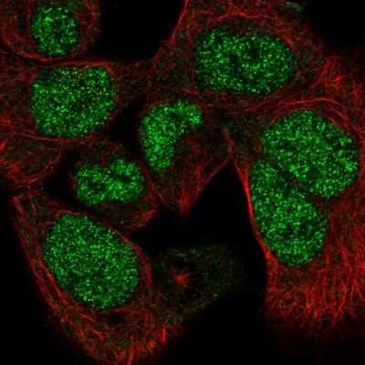 Immunocytochemistry/ Immunofluorescence: Papilin Antibody [NBP2-55338]