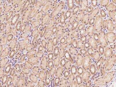 Immunohistochemistry-Paraffin: Papilin Antibody [NBP3-05954]