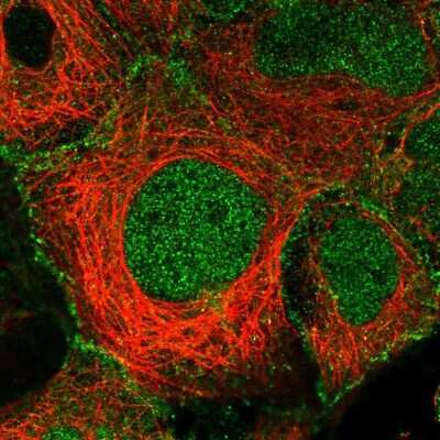 Immunocytochemistry/ Immunofluorescence: Paralemmin Antibody [NBP1-87770]
