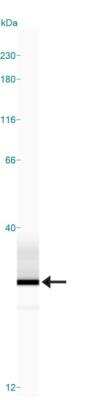 Simple Western: Park7/DJ-1 Antibody (4H4) [NBP1-92715]