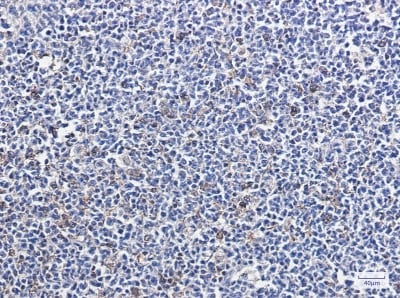 Immunohistochemistry-Paraffin: Park7/DJ-1 Antibody (S04-6H5) [NBP3-20087]