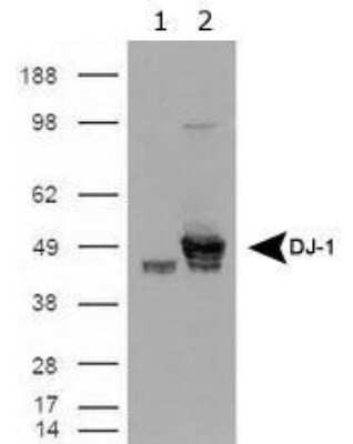Western Blot: Park7/DJ-1 Antibody [NB300-270]