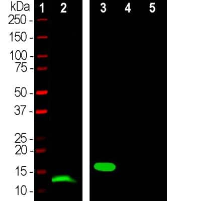 Western Blot: Parvalbumin Antibody (3C9) [NBP2-50038]