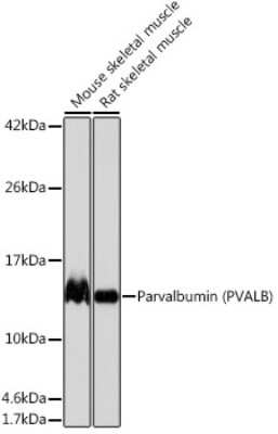 Western Blot: Parvalbumin Antibody (6C7K6) [NBP3-15664]