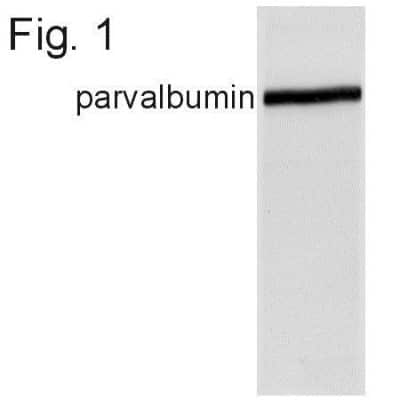 Western Blot: Parvalbumin AntibodyBSA Free [NB120-11427]