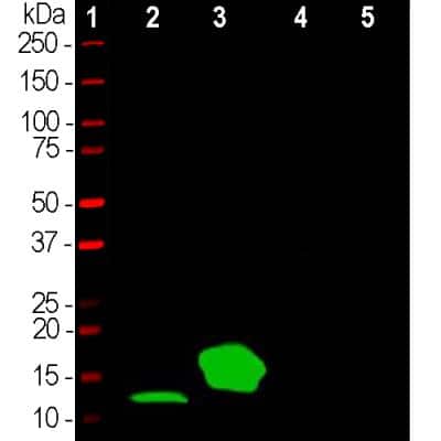 Western Blot: Parvalbumin Antibody [NBP2-50036]